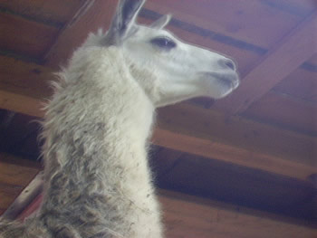 Lama Robi