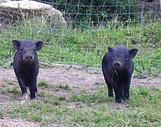 Schweine