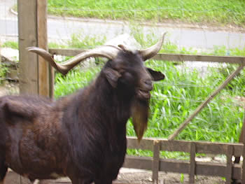 Ziegenbock Simon